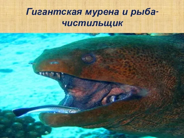 Гигантская мурена и рыба-чистильщик