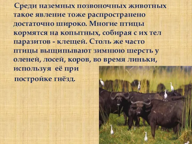 Среди наземных позвоночных животных такое явление тоже распространено достаточно широко. Многие птицы