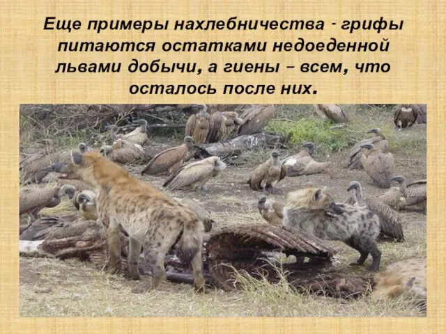 Еще примеры нахлебничества - грифы питаются остатками недоеденной львами добычи, а гиены