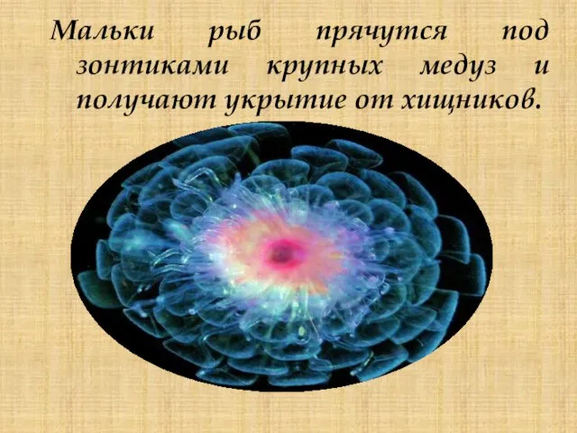 Мальки рыб прячутся под зонтиками крупных медуз и получают укрытие от хищников.