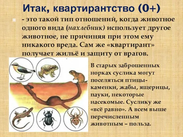 Итак, квартирантство (0+) - это такой тип отношений, когда животное одного вида