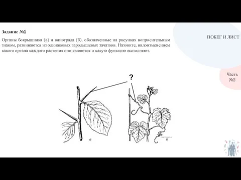 ПОБЕГ И ЛИСТ Часть №2 Органы боярышника (а) и винограда (б), обозначенные