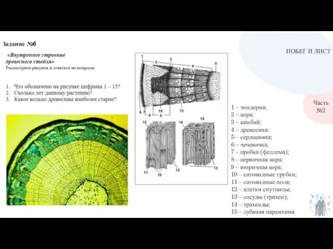 ПОБЕГ И ЛИСТ Часть №2 Задание №6 1 – эпидерма; 2 –