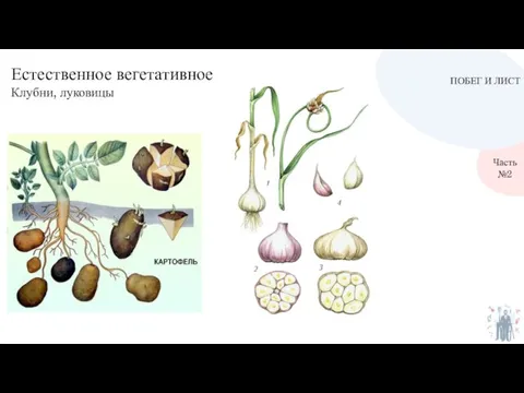ПОБЕГ И ЛИСТ Часть №2 Естественное вегетативное Клубни, луковицы