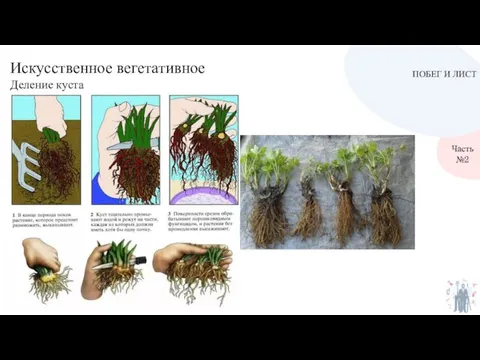 ПОБЕГ И ЛИСТ Часть №2 Искусственное вегетативное Деление куста