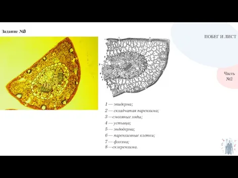ПОБЕГ И ЛИСТ Часть №2 Задание №3 ​1 — эпидерма; 2 —