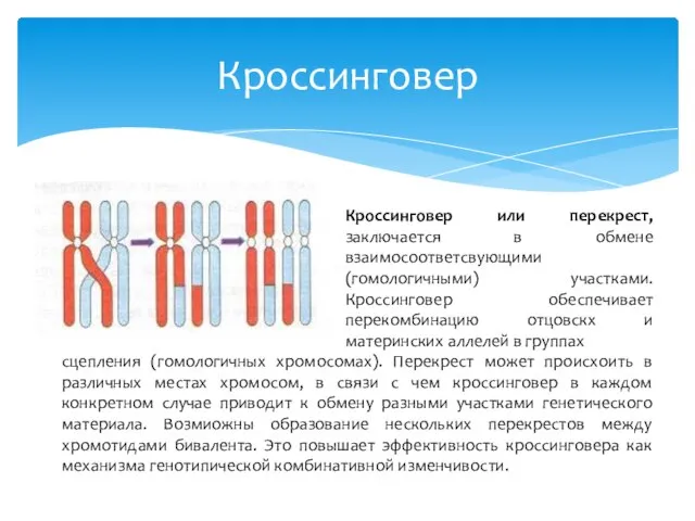 Кроссинговер Кроссинговер или перекрест, заключается в обмене взаимосоответсвующими (гомологичными) участками. Кроссинговер обеспечивает