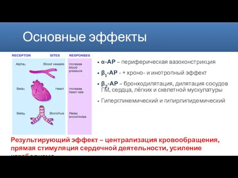 Основные эффекты α-АР – периферическая вазоконстрикция β1-АР - + хроно- и инотропный