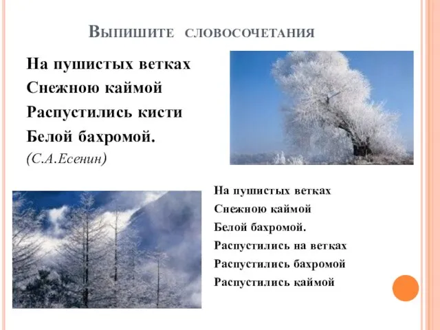 Выпишите словосочетания На пушистых ветках Снежною каймой Распустились кисти Белой бахромой. (С.А.Есенин)