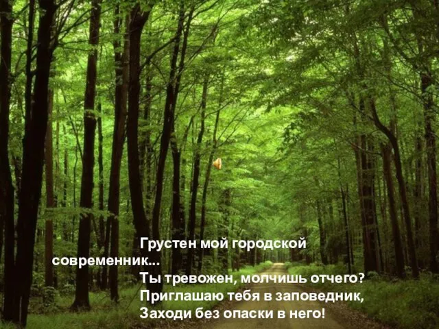 Грустен мой городской современник... Ты тревожен, молчишь отчего? Приглашаю тебя в заповедник,