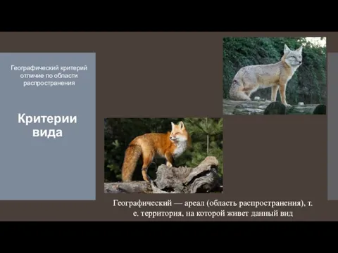 Критерии вида Географический критерий отличие по области распространения Географический — ареал (область