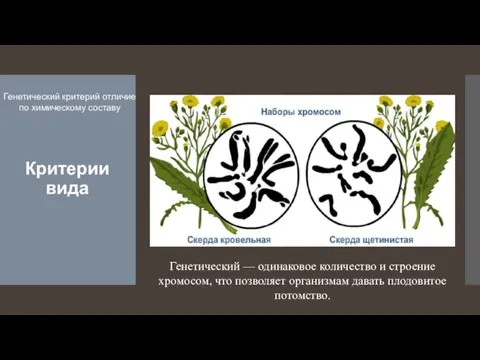 Критерии вида Генетический критерий отличие по химическому составу Генетический — одинаковое количество