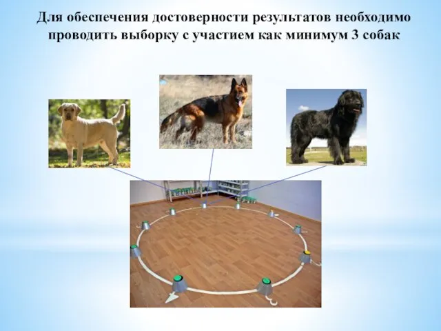 Для обеспечения достоверности результатов необходимо проводить выборку с участием как минимум 3 собак