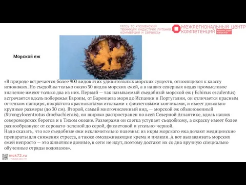 Морской еж «В природе встречается более 900 видов этих удивительных морских существ,