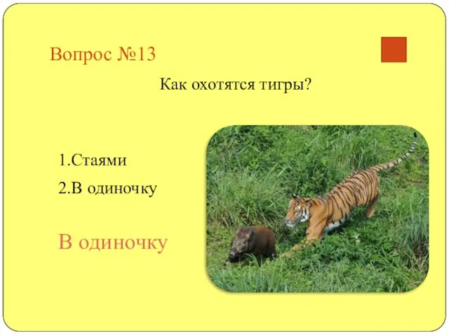 Вопрос №13 Как охотятся тигры? 1.Стаями 2.В одиночку В одиночку