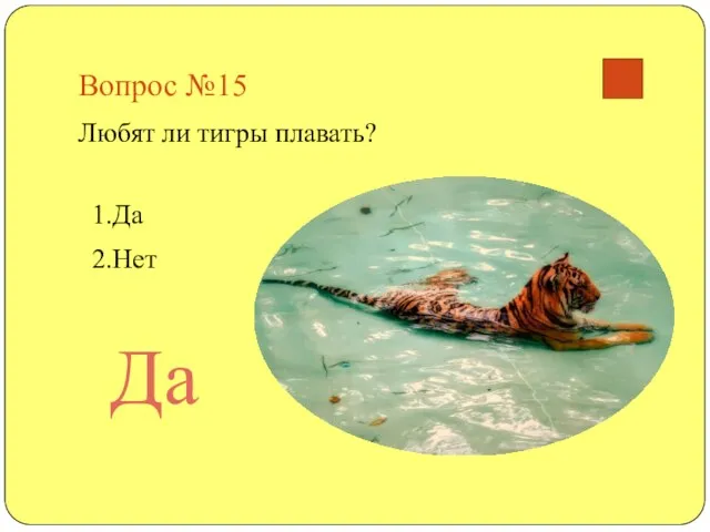 Вопрос №15 Любят ли тигры плавать? 1.Да 2.Нет Да