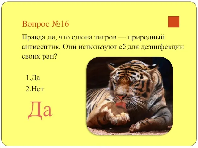 Вопрос №16 Правда ли, что слюна тигров — природный антисептик. Они используют