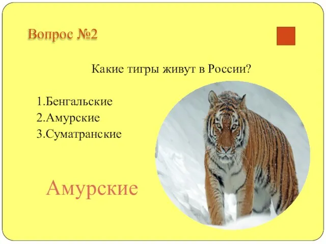 Вопрос №2 Какие тигры живут в России? 1.Бенгальские 2.Амурские 3.Суматранские Амурские