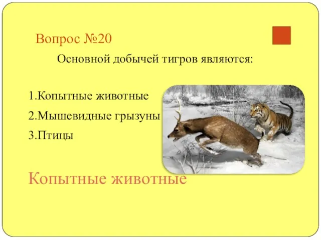Вопрос №20 Основной добычей тигров являются: 1.Копытные животные 2.Мышевидные грызуны 3.Птицы Копытные животные