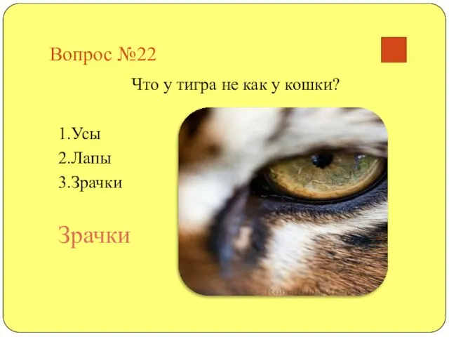 Вопрос №22 Что у тигра не как у кошки? 1.Усы 2.Лапы 3.Зрачки Зрачки