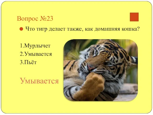 Вопрос №23 Что тигр делает также, как домашняя кошка? 1.Мурлычет 2.Умывается 3.Пьёт Умывается