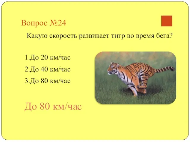 Вопрос №24 Какую скорость развивает тигр во время бега? 1.До 20 км/час