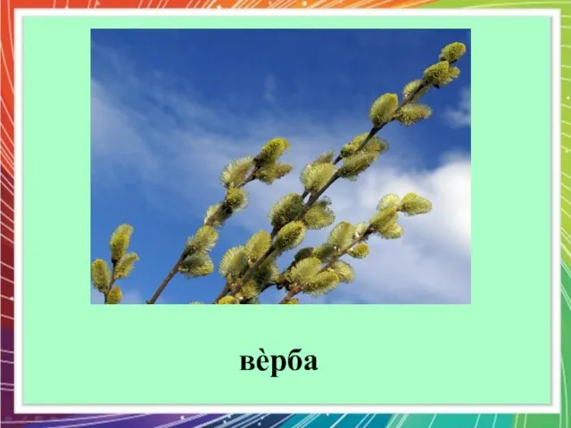 вèрба