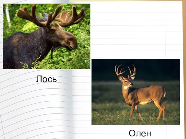 Лось Олень