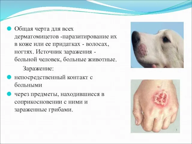Общая черта для всех дерматомицетов -паразитирование их в коже или ее придатках