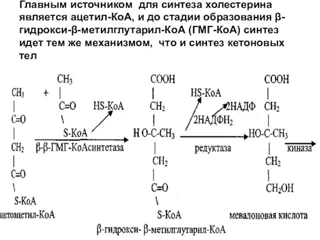 Главным источником для синтеза холестерина является ацетил-КоА, и до стадии образования β-гидрокси-β-метилглутарил-КоА
