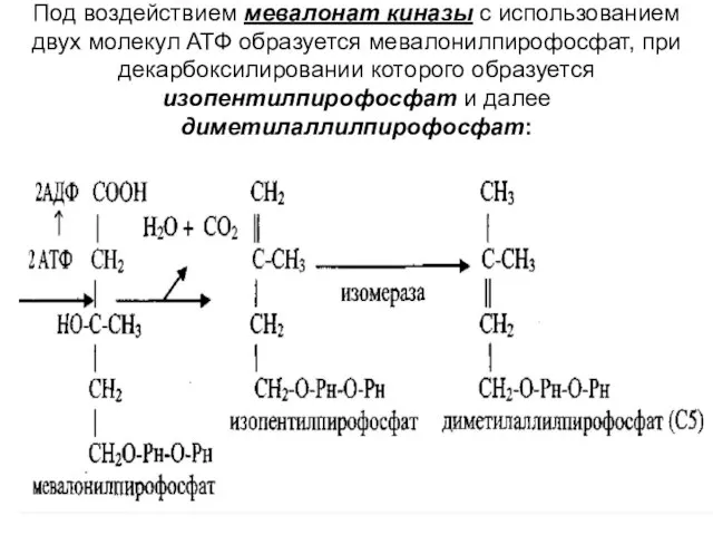 Под воздействием мевалонат киназы с использованием двух молекул АТФ образуется мевалонилпирофосфат, при