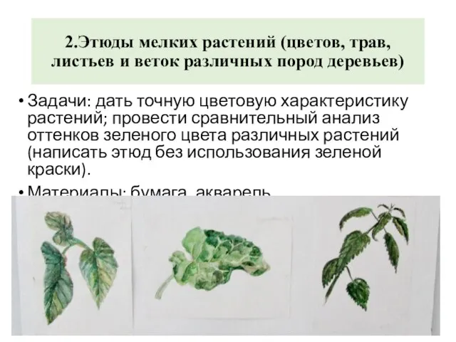 2.Этюды мелких растений (цветов, трав, листьев и веток различных пород деревьев) Задачи: