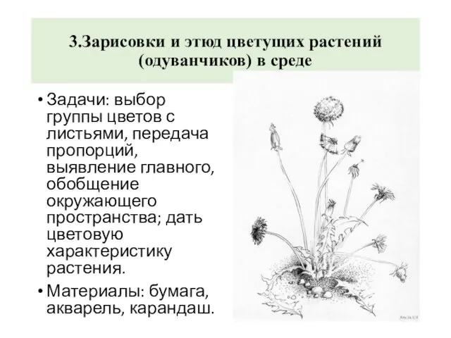 3.Зарисовки и этюд цветущих растений (одуванчиков) в среде Задачи: выбор группы цветов