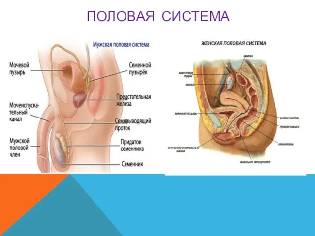 ПОЛОВАЯ СИСТЕМА