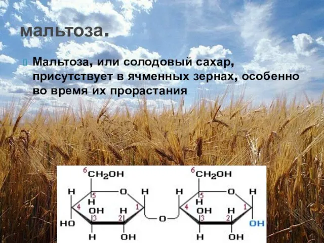 Мальтоза, или солодовый сахар, присутствует в ячменных зернах, особенно во время их прорастания мальтоза.