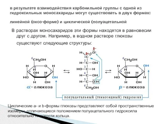 В растворах моносахаридов эти формы находятся в равновесии друг с другом. Например,