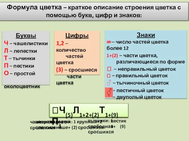 Буквы Ч – чашелистики Л – лепестки Т – тычинки П –