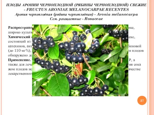 ПЛОДЫ АРОНИИ ЧЕРНОПЛОДНОЙ (РЯБИНЫ ЧЕРНОПЛОДНОЙ) СВЕЖИЕ - FRUCTUS ARONIAE MELANOCARPAE RECENTES Арония