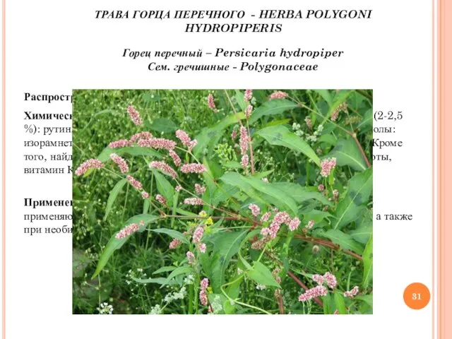ТРАВА ГОРЦА ПЕРЕЧНОГО - HERBA POLYGONI HYDROPIPERIS Горец перечный – Persicaria hydropiper