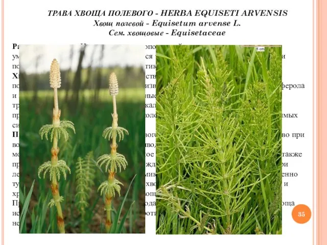 ТРАВА ХВОЩА ПОЛЕВОГО - HERBA EQUISETI ARVENSIS Хвощ полевой - Equisetum arvense