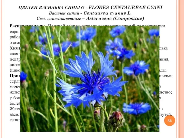 ЦВЕТКИ ВАСИЛЬКА СИНЕГО - FLORES CENTAUREAE CYANI Василек синий - Centaurea cyanus