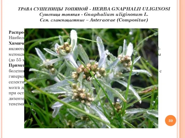 ТРАВА СУШЕНИЦЫ ТОПЯНОЙ - HERBA GNAPHALII ULIGINOSI Сушеница топяная - Gnaphalium uliginosum