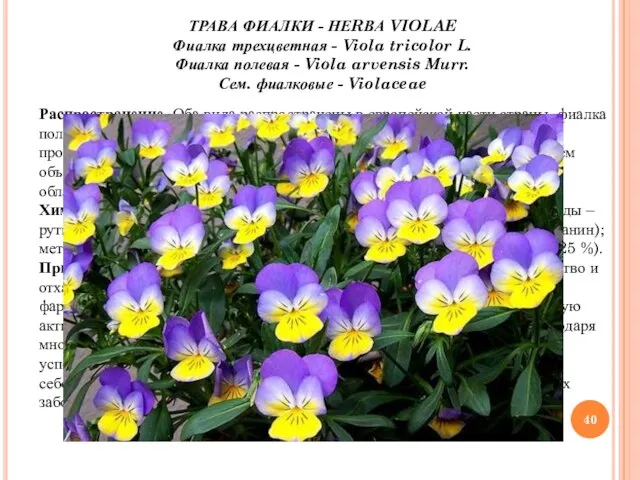 ТРАВА ФИАЛКИ - НЕRВА VIOLAE Фиалка трехцветная - Viola tricolor L. Фиалка