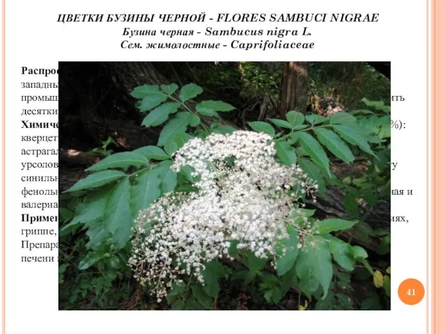 ЦВЕТКИ БУЗИНЫ ЧЕРНОЙ - FLORES SAMBUCI NIGRAE Бузина черная - Sambucus nigra