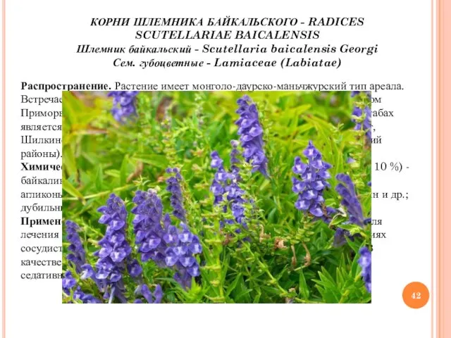 КОРНИ ШЛЕМНИКА БАЙКАЛЬСКОГО - RADICES SCUTELLARIAE BAICALENSIS Шлемник байкальский - Scutellaria baicalensis