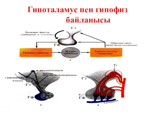 Гипоталамус пен гипофиз байланысы