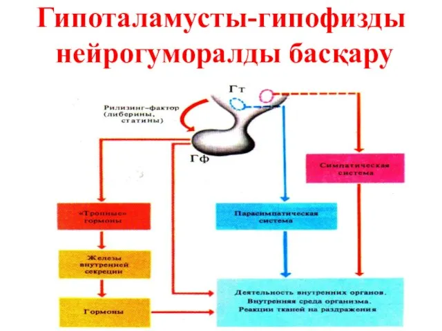 Гипоталамусты-гипофизды нейрогуморалды басқару