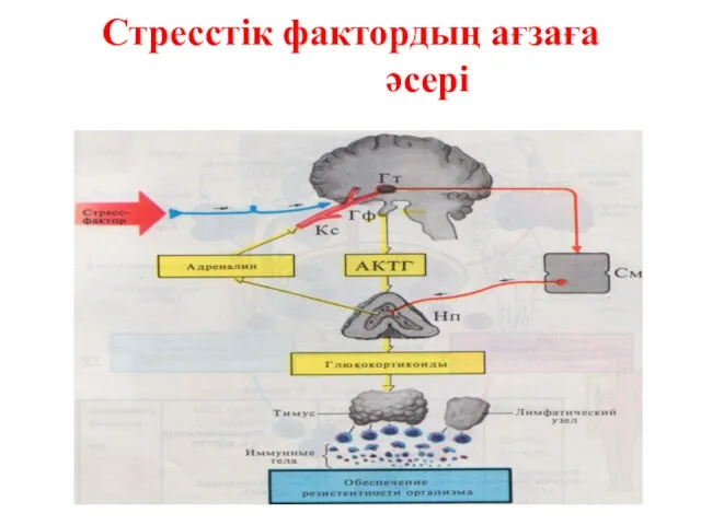 Стресстік фактордың ағзаға әсері