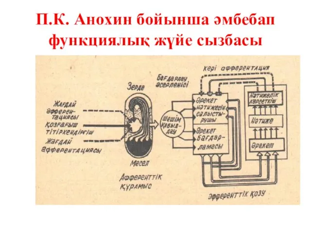 П.К. Анохин бойынша әмбебап функциялық жүйе сызбасы