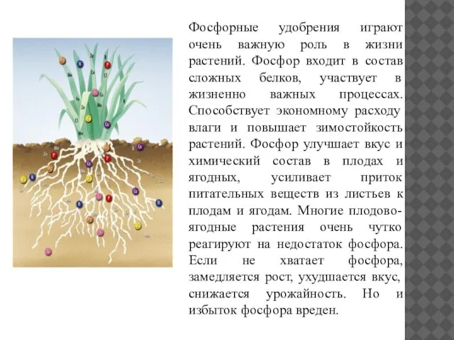 Фосфорные удобрения играют очень важную роль в жизни растений. Фосфор входит в